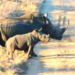 rhino on nottens drive